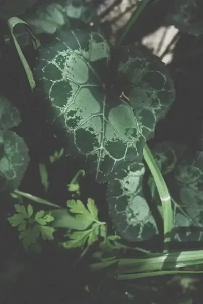 3005630a-a8fc-4a01-8eb3-96ab7a02085e